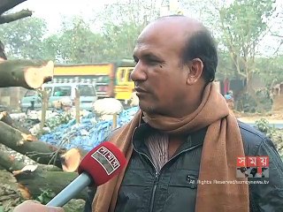 আম গাছ কেটে ফেলছেন চাঁপাইনবাবগঞ্জের বাগান মালিকরা