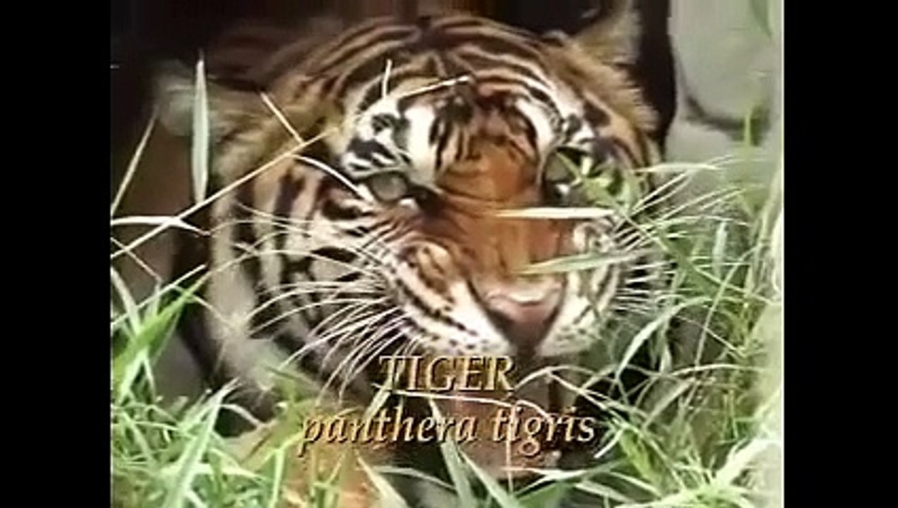 Tiger Vs Lion #4 | Tiger Vs Lion | Tiger Vs Lion fight | animal fight