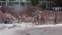 New Baby Kudu at the Houston Zoo