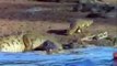Hippo Vs Crocodile at the water hole Killing Frenzy.