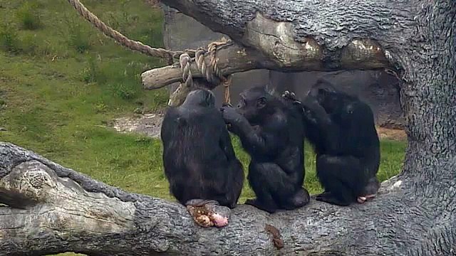 Chimpanzees Grooming Each Other