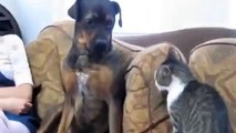 Cat vs Dog Fight Very Funny Animal Comedy