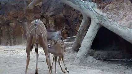 Baby Kudu Nurses at the Houston Zoo