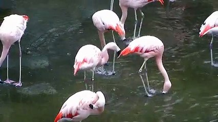 Flamingo Stamping Dance