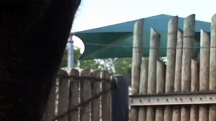 Elephant Kisses the Camera! Houston Zoo's Shanti Smooches