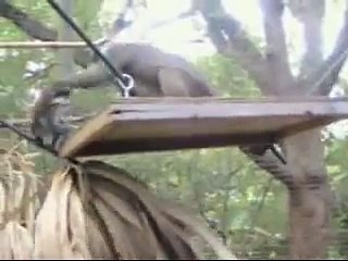 Matani and Naku Playing