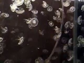 Jellies part 2 - August 2, 2007