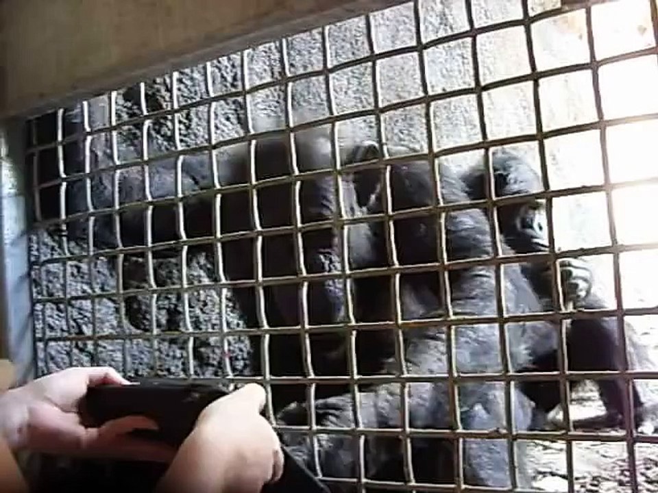 Lulu the Chimpanzee Playing Piano on an iPad!