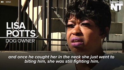 Hero Dog Is Killed Protecting Her Family