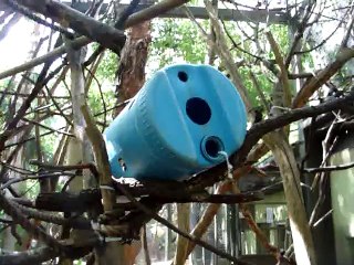 Pied Tamarin Enrichment