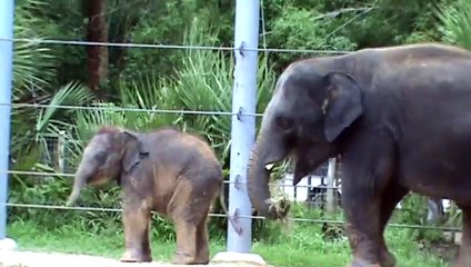 Baby Elephant Baylor - Why Walk When You Can Run؟