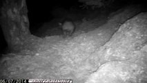 Gece Doğa Gözlemi Yaban Domuzu 1 ( Wild Boars in Turkey ) 2014