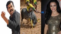 எமிஐக்சனின் ஐல்லிக்கட்டு எதிர்ப்பு - சீமான் பதில் | 21 DEC 2015 | Amy Jackson against Jallikattu & Seeman View