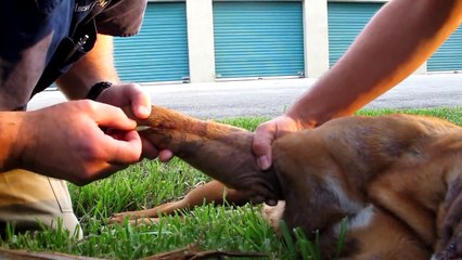 Hope For Paws in Florida - Daisy, Dogue de Bordeaux rescue (French Mastiff) - Please share