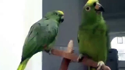 Потрясающие птицы