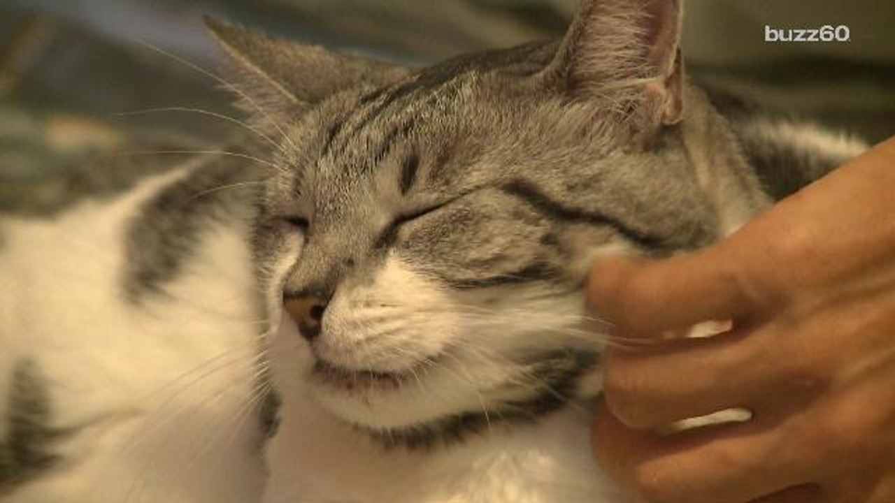 How to make your cat like you