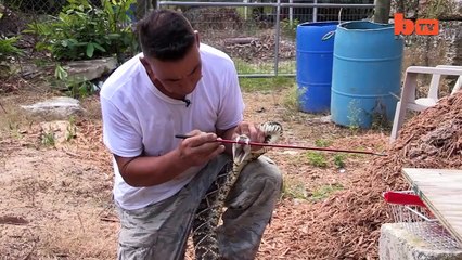 cet homme elève plus de 40 cobras