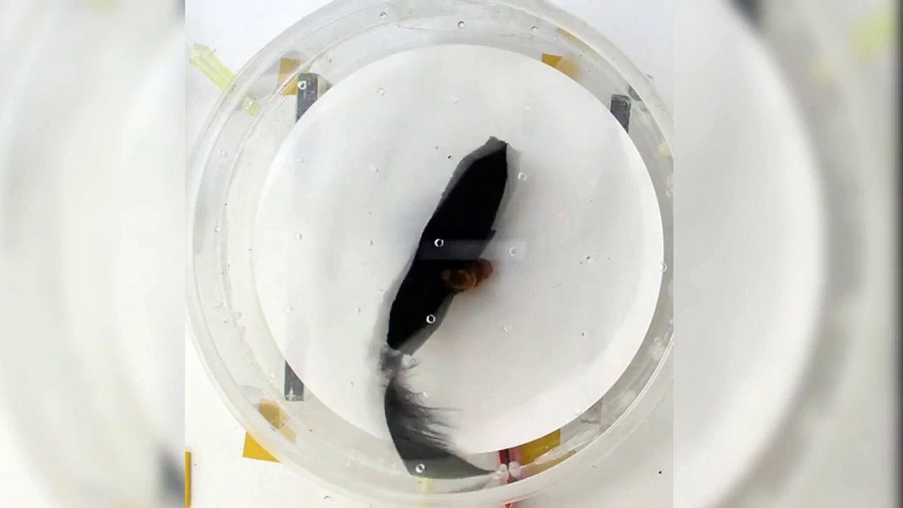 Bees react to sting alarm pheromone and instantly attach dummy