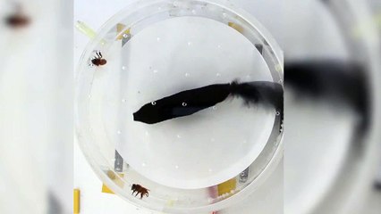 Bees communicate and sting a dummy one after another