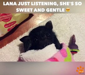 Un bébé chauve-souris qui bouge ses petites oreilles