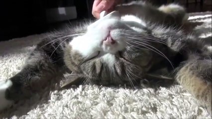 Mon chat n'aime pas du tout sa nouvelle brosse