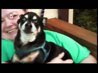 America's Funniest Home Videos