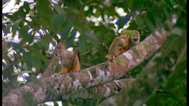 Wild discovery animals channel National Geographic documentary Animal planet HD #7