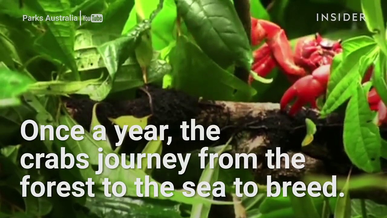 50 million crabs migrate across this Australian island.