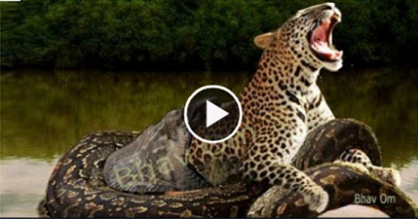 Anaconda vs Jaguar !