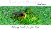 RELAXING SOUNDS OF FROGS. One Hour of Soothing, Meditative Sounds of Nature