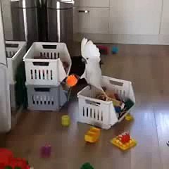 Bu Papağan Çok Yetenekli - Kopya