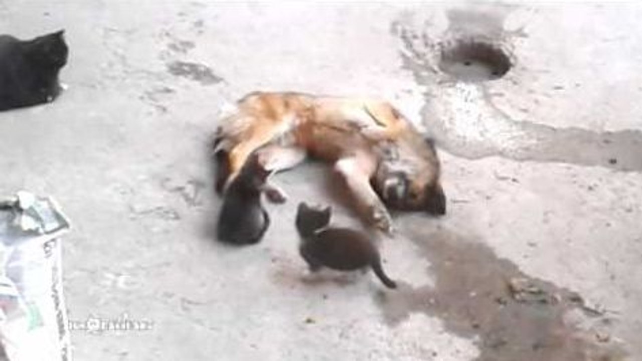 Une maman chat présente ses petits à un vieil ami