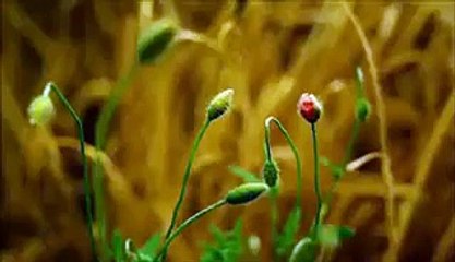 Flowers flowering with melody music and good morning message