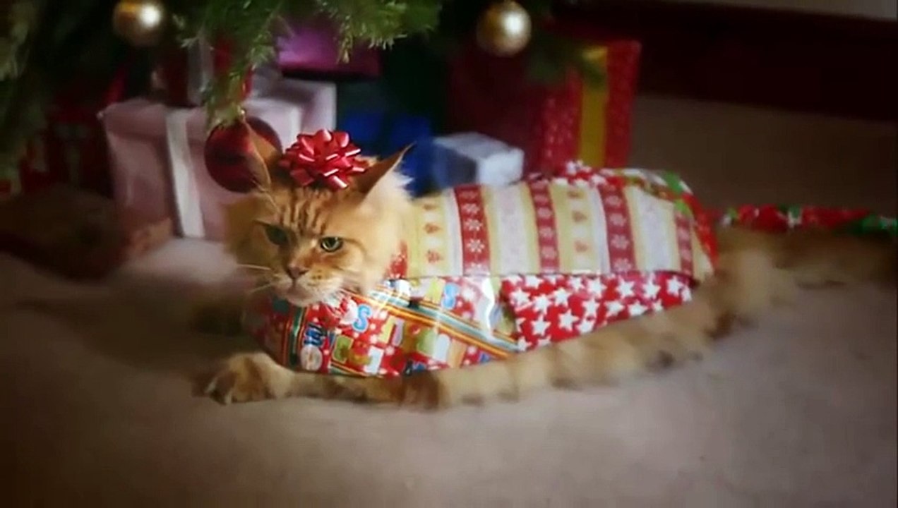 Funny cats 22-12-2015