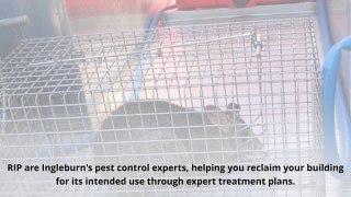 Pest Control - Ensuring A Healthy Environment In Ingleburn
