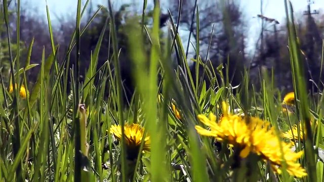 В мой город вновь пришла весна