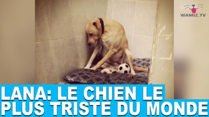 Lana: le chien le plus triste du monde! Aujourd'hui dans la minute chien #77