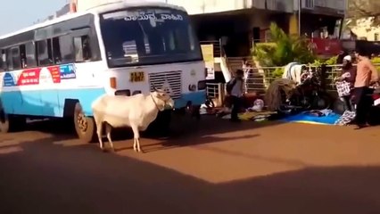 Krava zaustavlja bus koji joj je ubio tele