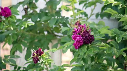 DIY Pallet Disassembly with Colleen