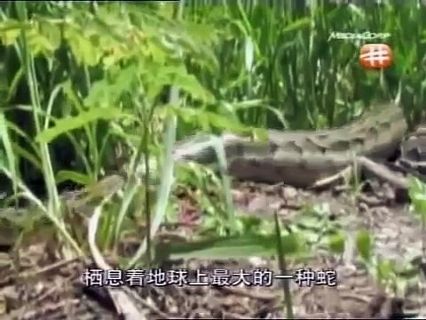 Documentary on Enormous Snakes │ Giant Snakes │