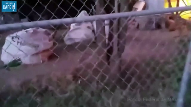 Un policier longe les flammes pour sauver un chien en danger !