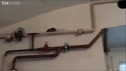 Un rat très agile fini mal sa course