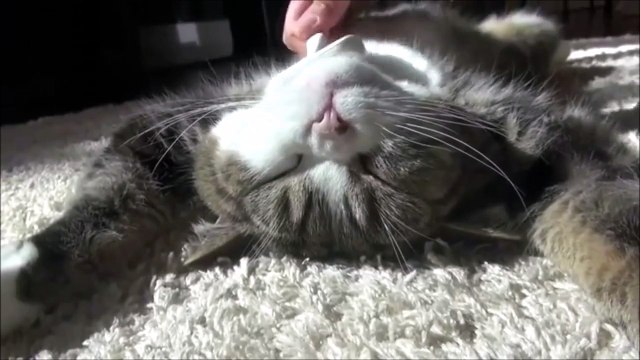 Cat and his human slave - So funny pet