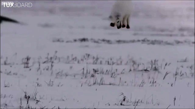 Technique de chasse d'un renard des neiges : le plongeur de poudreuse