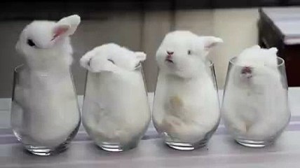 Adorable little rabbits