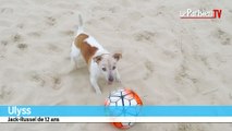 Ulyss, le petit chien qui sait jouer au foot
