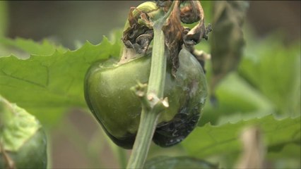 الصقيع يلحق خسائر بمزارعي غور الأردن