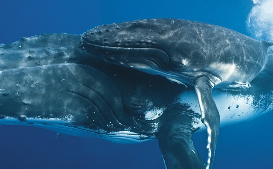 Yubartas (Megaptera novaeangliae)
