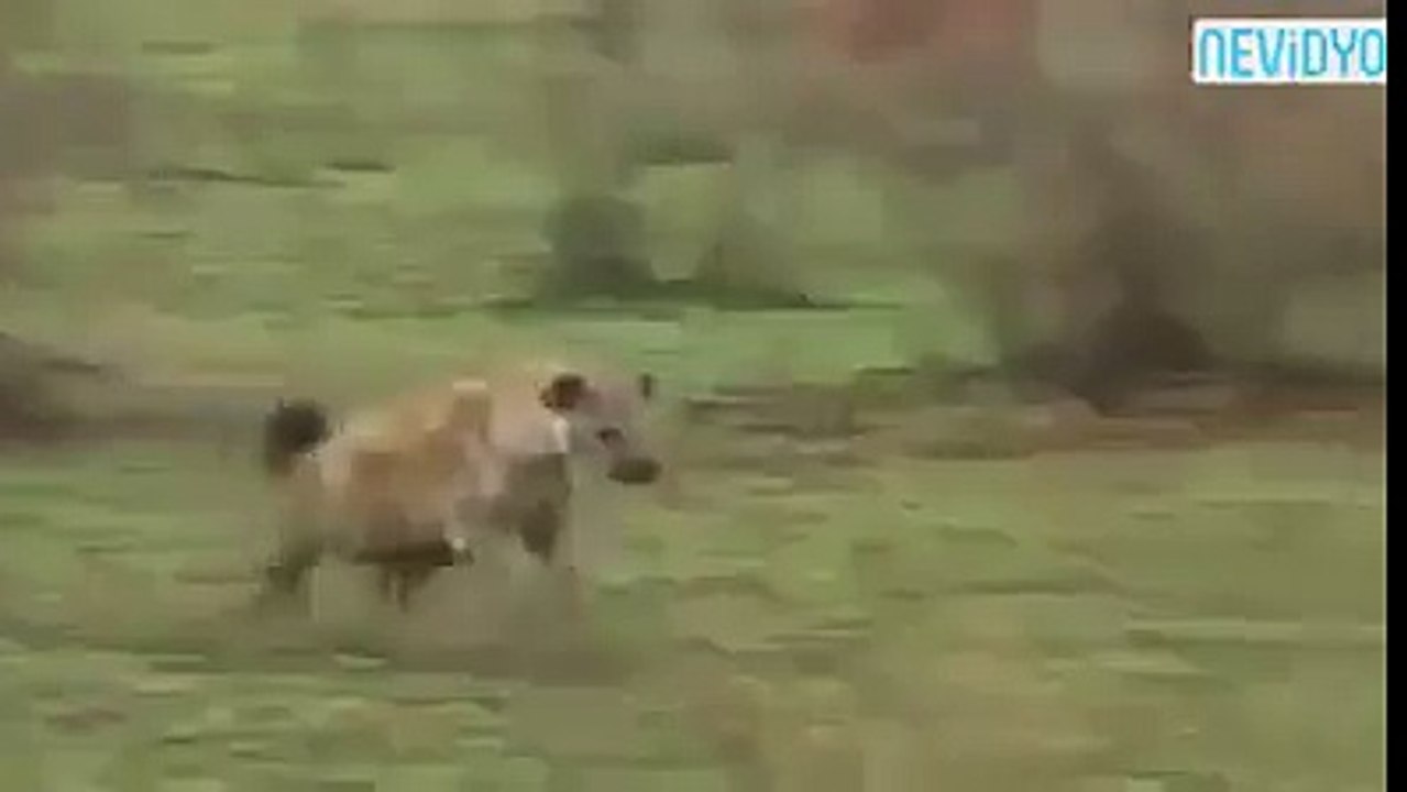 Fuuny Video = Jete ko bhagaya or hat se khana bhi gya hahaha HD