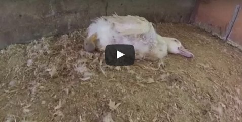 Ces canards destinés à la production de foie gras vivent dans des conditions atroces !